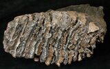 Southern Mammoth Molar - Ural Mountains #16623-1